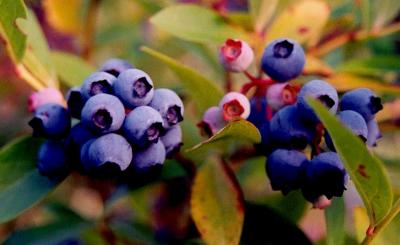 Blueberries Ripen in Sun CR tb9907.jpg
