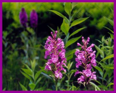 Purple Fringed Orchids L2wS2 Brdr tb0604.jpg