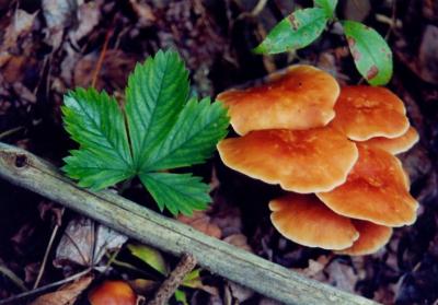 Mushrooms on Cowpasture Trail CR tb0703.jpg