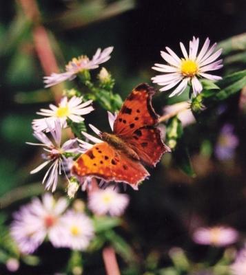 Green Comma Butterfly on Wildflowers CR.jpg