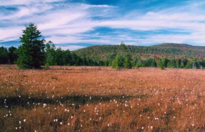 Cotton Grass - Fall Mtns in Cran Glades tb0905.jpg