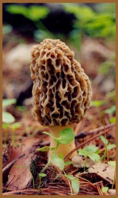 Morel on Middle Mtn - V Nice B-Grnd tb5-02.jpg