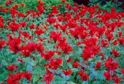 Field of Red Bee Balm - Scenic Hway tb0705.jpg