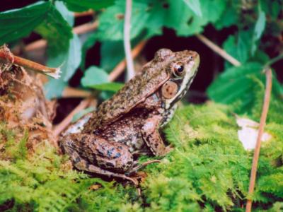 Woodland Green Frog in Moss CR tb0704.jpg