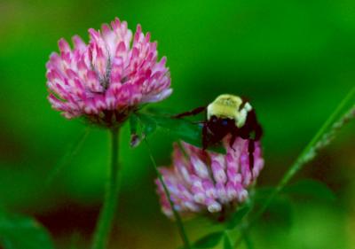 Bumble Bee - Two Clovers - CR  tb0604.jpg