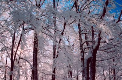 Hinkle Mtn Rd Snowy Limbs - Back-Lit 2A tb0305.jpg