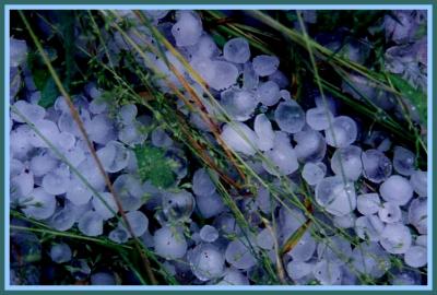 Hail in Rows of Grass CR EN - Brdrs tb0702.jpg