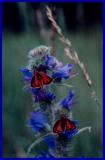 Skipper Butterflies on Blueweed  Crd TB0697.jpg