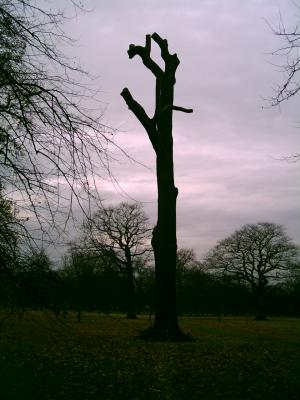 A Mystic Tree