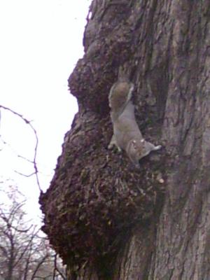 squirrel on watch