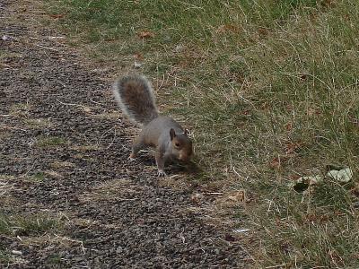  Squirrels