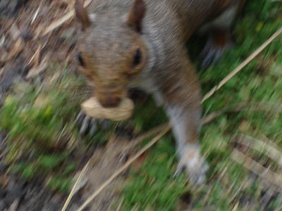 The Squirrel2.jpg