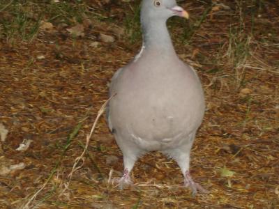 I Love these Birds The Wood Pigeon.jpg