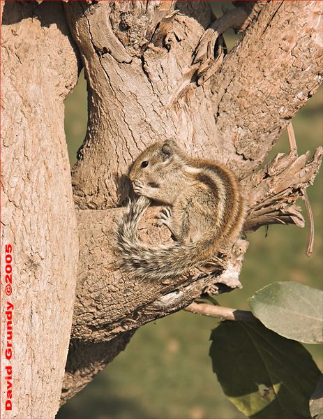 20050219 008 Sikandra - squirrel hhe.jpg
