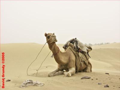 20050208 228 Camel ride - camel resting hh.jpg