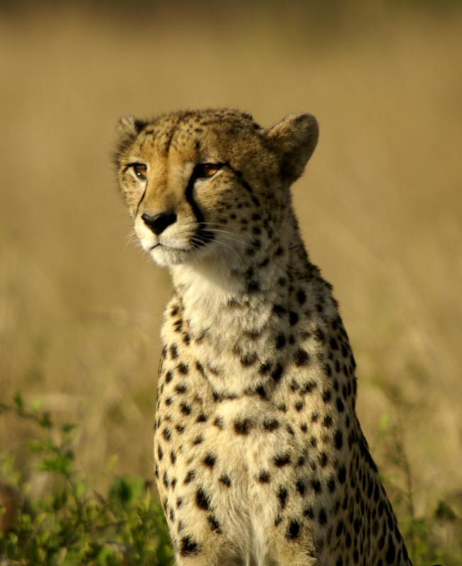 Cheetah 1.JPG