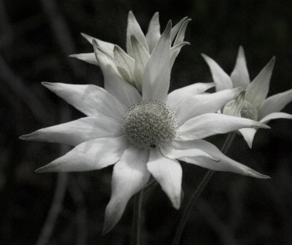 Cluster
