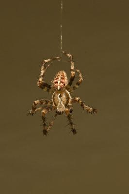 _MG_5598-spider.jpg