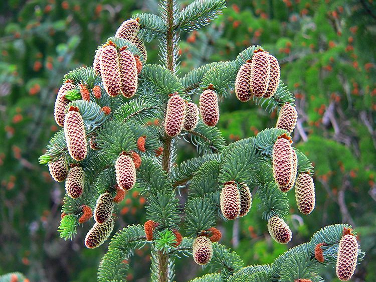 Sitka Spruce Cones