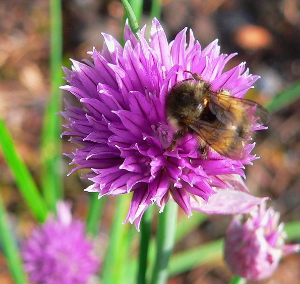 Chives #2