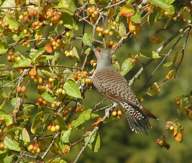 Northern Flicker #2
