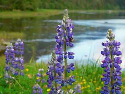 Wild Lupine #2