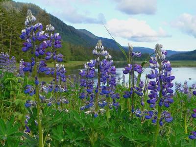 Wild Lupine #3