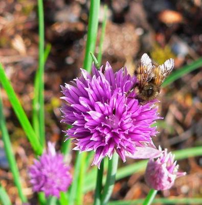 Chives #1