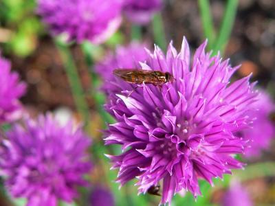 Chives #3