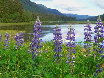 Wild Lupines #4