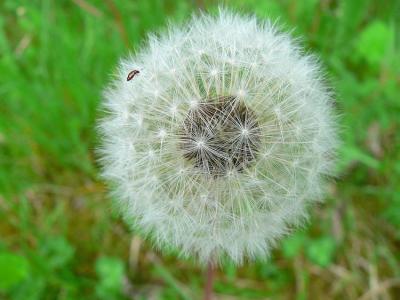 Dandelion Seeds