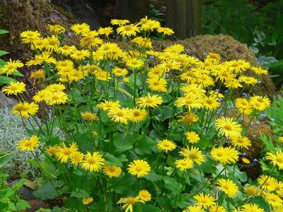 Leopards Bane