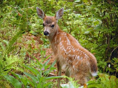 Sitka Blacktail Fawn #6
