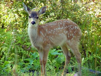 Sitka Blacktail Fawn #7