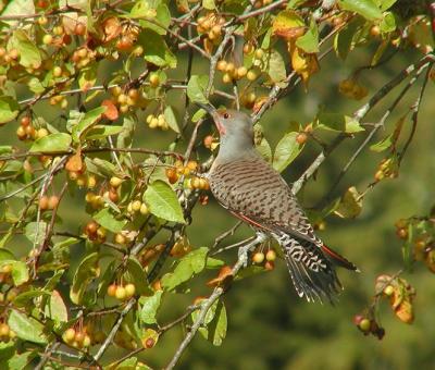 Northern Flicker #2