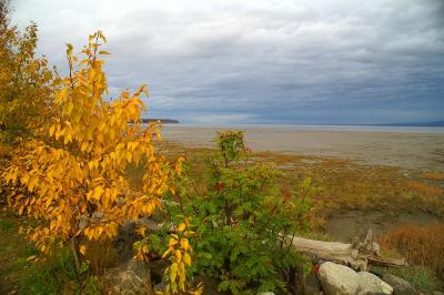 Fall in Anchorage #1