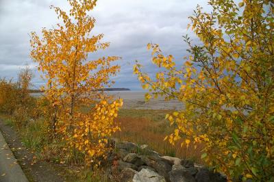Fall in Anchorage #2