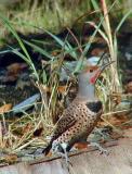 Northern Flicker #1