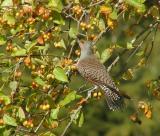Northern Flicker #2