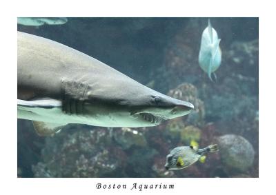 Boston Aquarium