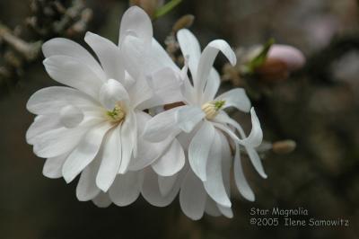 Star Magnolia 5719