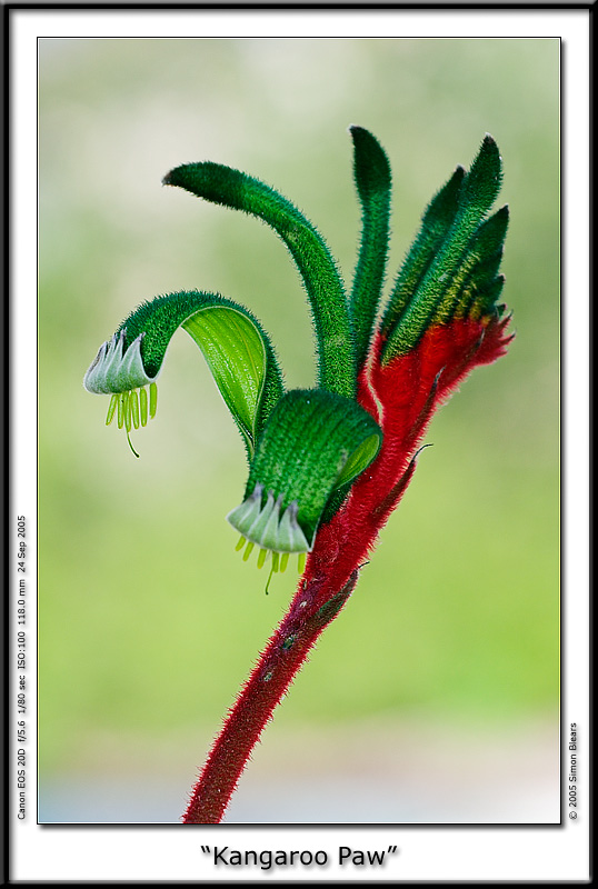 Kangaroo Paw