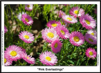 Pink Everlastings