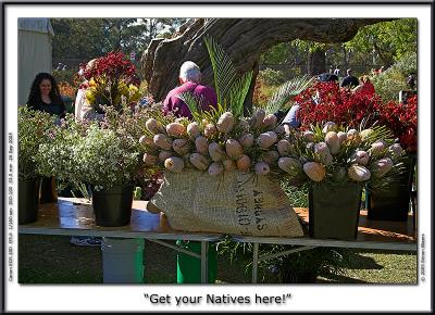 Banksia Cuttings