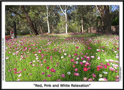 Red, Pink and White Everlastings