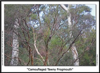 Camouflaged Tawny Frogmouth