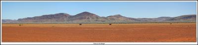 Cows on the Range