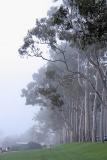 Ghostly Gum Trees