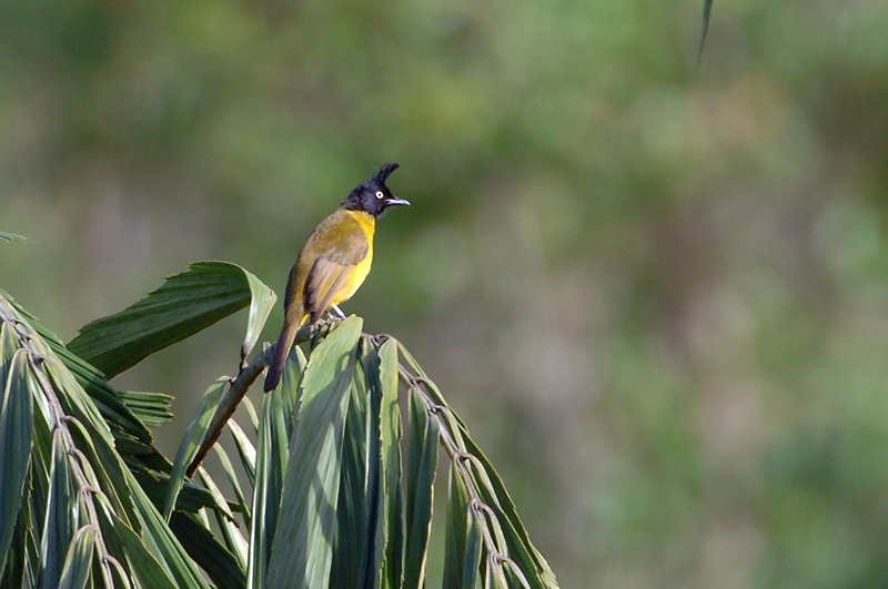 Bubul, Black-crested @ The Gap