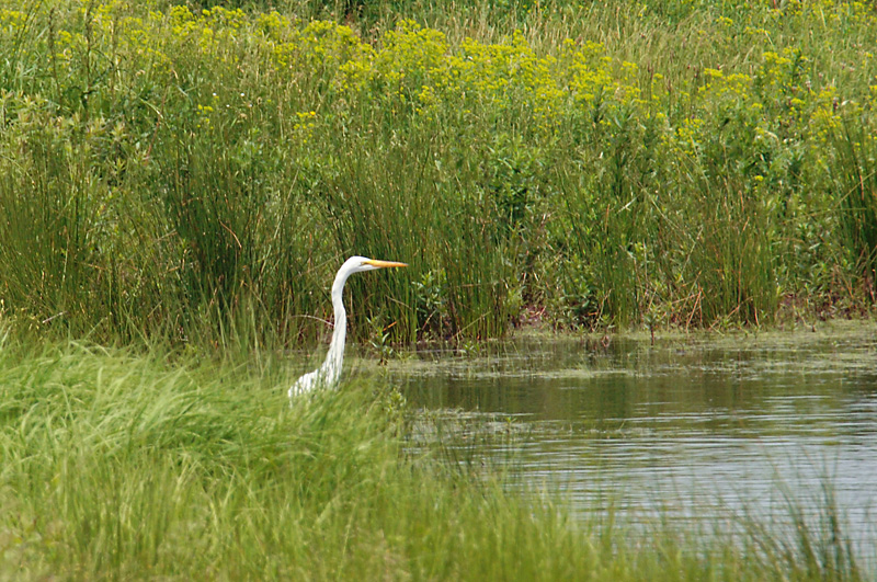 Egret, Great @ Plum Island, MA